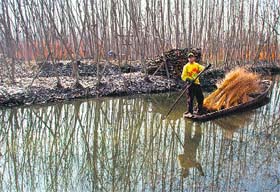 His day out: A man rows a boat filled with bundles of wicker on the outskirts of Srinagar