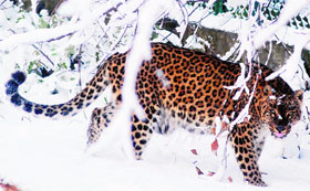 A leopard on the outskirts of Srinagar after a heavy snowfall in the higher reaches of the Valley.