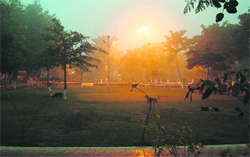 The Dalmia Charitable Trust has planted 1,100 saplings of ornamental and medicine plants; repaired swings, benches and pavements; leveled sand; and pruned trees to revamp Dr Baldev Prakash Park in Amritsar. Photo: Sameer Sehgal