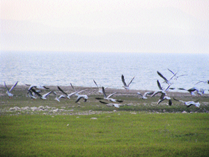 Migratory birds at the Pong Dam.