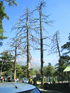 Deodar trees seen dried up in the heart of Palampur town.