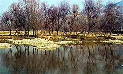 A flock of sheep grazes on the banks of the Sindh river in central Kashmir's Ganderbal district