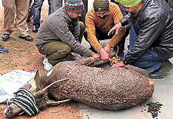 Forest Department officials tie the injured sambar which strayed into a park in Phase III-B-I in Mohali on Wednesday