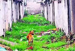 A backlane of the PU staff quarters