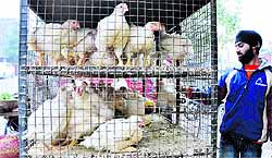 Chicken on sale in Jammu on Wednesday