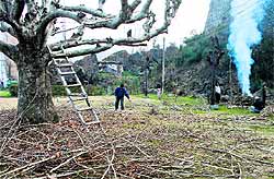 Workers prune a Chinar tree at a park in Srinagar on Wednesday