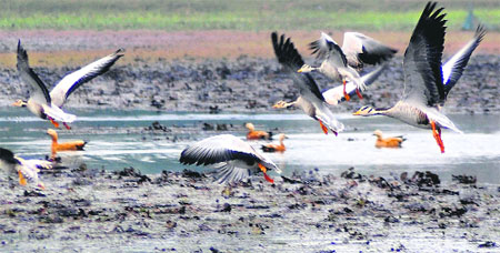 Migratory birds taking off from one of the ponds at Motte Majra village in Mohali on Wednesday. 