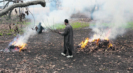 Men burn leaves of Chinar trees in Srinagar on Thursday. 
