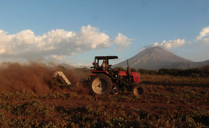 A worker drives a tractor at a peanut field as ash continues to spew out of the San Cristobal volcano (background), at Chinandega city, some 150 km north of the capital Managua, on Wednesday. The 5,725-foot San Cristobal volcano, one of the tallest in Nicaragua, has belched an ash cloud hundreds of meters into the sky in the latest bout of sporadic activity.  Reuters photo