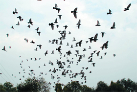 A flock of pigeons takes flight near Rose Garden in Bathinda on Friday. 