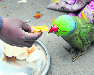 A parrot enjoys his day meal at a roadside in Jammu on Friday. 