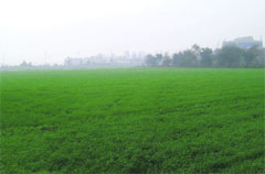 A thick blanket of fog covering a field situated near Sangrur on Friday. Tibune photo