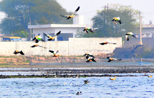 Migratory birds fly over a pond at Mote Majra village in Mohali. 