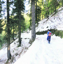 A view of fresh snow on the higher reaches of the Kalatop-Khajjiar wildlife sanctuary.