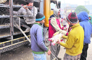 Vendors sell chickens at cheap rates to clear the stock of a truck stranded on the Jammu-Srinagar National Highway on Sunday