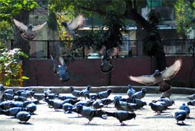 Flying start: Pigeons flap their wings in a playful mood at a park in Bathinda on the last day of the year 2012 when the weather showed its sunny side up