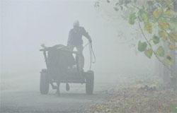 Thick fog enguls Ludhiana on Monday morning, reducing visibility to a few metres. Tribune Photo: Himanshu Mahajan