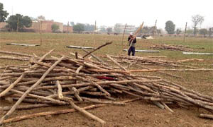 A worker busy making preparations for the Maghi Mela celebrations in Muktsar on Tuesday. 
