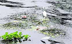 Hyacinth growth in the Kanjali wetlands depicts the neglected state of this erswhile tourist place