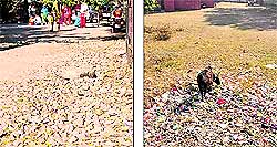 The damaged residential block at the dispensary in Maloya; (below) a bumpy entry to the dispensary at Ramdarbar in Chandigarh and garbage strewn at the dispensary in Maloya.