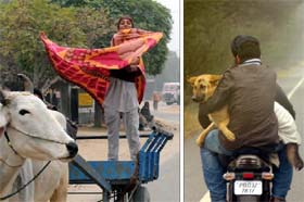 In colds grip: Thanks to the western disturbances, the whole of Northern India is reeling under an intense cold wave condition. While the temperature has been plummeting everyday, dense fog and frost have been adding to the woes of those who have to step out for work. A bullock cart driver (Left above) adjusts his shawl to brave the chill while a dog gets a ride on a motorcycle in the chilly weather