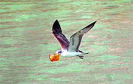 An avian takes a slice of food in its beak while flying over the Ganga in Haridwar on Thursday