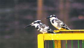 A pair of birds in Srinagar on Thursday.