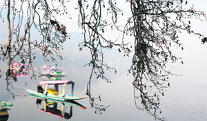 A man rows his boat past a chinar tree in a partially frozen Dal Lake in Srinagar on Friday.