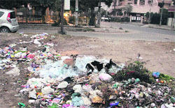 Garbage dumped on a vacant plot at Master Tara Singh Nagar in Jalandhar on Saturday. Photo: Sarabjit Singh