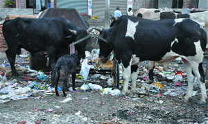 Stray cattle litter garbage much to the chagrin of MCB staff and city residents. 