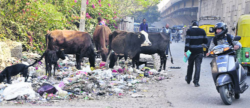 Stray cattle feed on the garbage near the bus stand in Jalandhar on Sunday