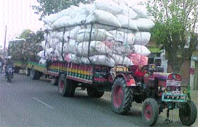 Overloaded tractor trailers impounded at Sandaur village near Ahmedgarh on Sunday