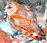 An owl injured because of Chinese string in Amritsar on Monday. Photo: Sameer Sehgal