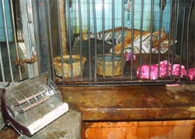 An electric heater warms the Royal Bengal Tiger enclosure at Delhi Zoo in New Delhi on Monday
