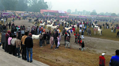 A view of the Guru Gobind Singh Stadium where the National Livestock Championship began in Muktsar on Tuesday. 