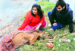 Residents take care of an injured fawn at the Mansa Devi Complex on Tuesday