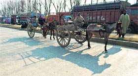 Horsecarts move on the National Highway in Srinagar on Wednesday