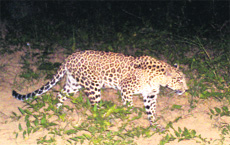 An image of a leopard taken by a camera installed at the Bachauli Wildlife Santuary in Ropar. 