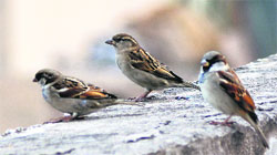 Missing the little bird: Initiatives like Sparrow Saviours will help the bird to return to our widndow sills Photo: Vicky Gharu