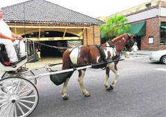 Charleston still maintains tenacious connections to the Civil War. The horse-drawn buggy is one of those symbols Photos by the writer