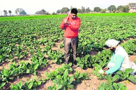 Farmers look after a cauliflower field near Jalandhar, on Sunday