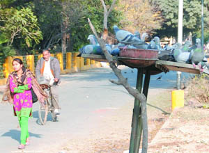 As the sun shone bright on Monday, pigeons also enjoyed the pleasant weather. 