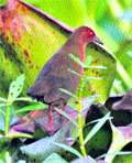The ruddy-breasted crake has been spotted for the first time at the Pong Dam Lake.
