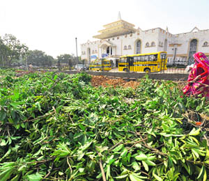 Chopped trees lie on the road at Bikram Chowk in Jammu.