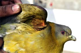 A large number of birds have been injured in the city due to the use of Chinese thread by kite flyers