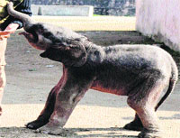 An elephant calf, who died today, seen in this picture taken three days ago by Tribune photographer Rameshwar Gaur from the Chilla range of the Rajaji National Park in Pauri Garhwal. 