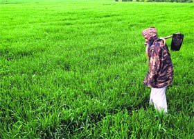 A farmer checks his crop after the rain in Rajpura on Thursday