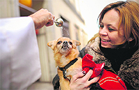 A dog is blessed by a priest at San Anton church in Madrid on Saint Anthony's Day on Thursday. Dogs, cats, rabbits and even turtles, many dressed in their finest, trooped into churches across Spain in search of blessing on Saint Anthony's Day, the patron saint of animals