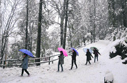 Girls walk with umbrellas during snowfall in Shimla on Friday. Photo: Amit Kanwar