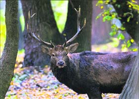 A Kashmir stag in a forest area